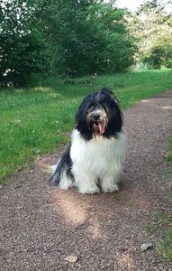 Schapendoes Keetje-Eslin van de Roeskebeer a.k.a. Bo